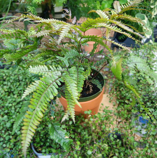 Pteris quadriaurita 'Tricolor'