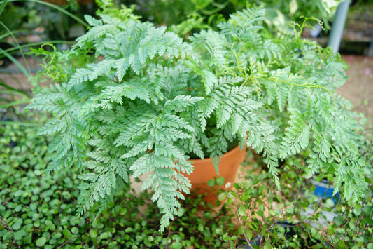 Davallia fejeensis 'Rabbit's Foot'