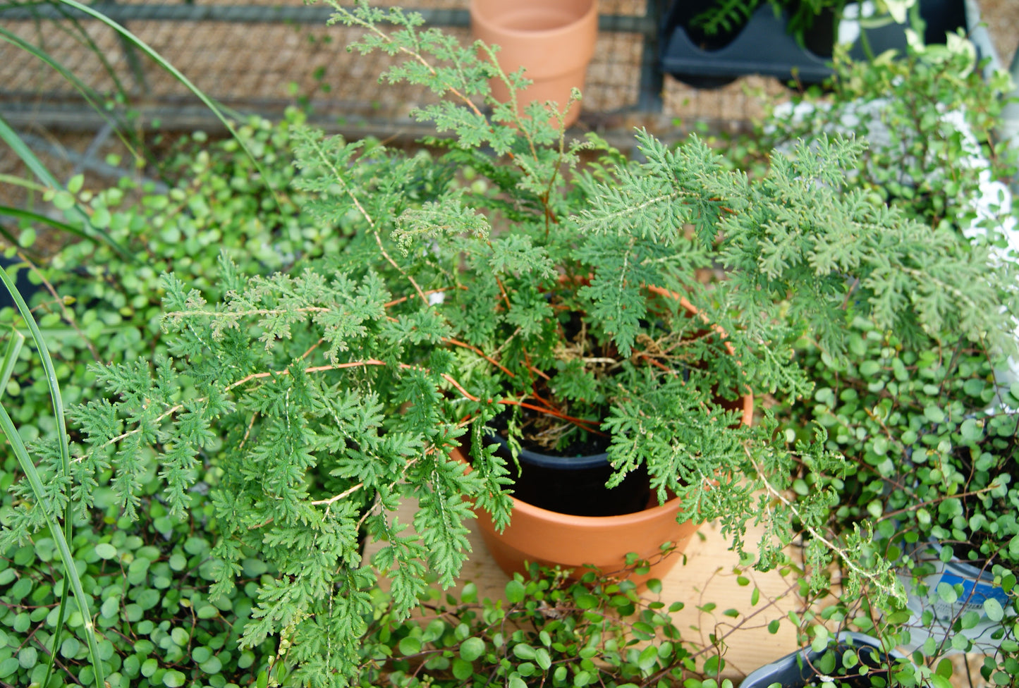 Spikemoss, Pale (Selaginella)