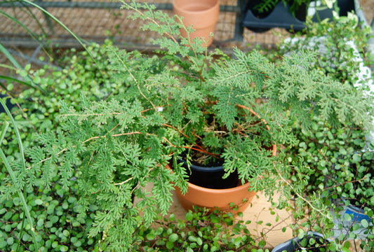 Selaginella pallescens