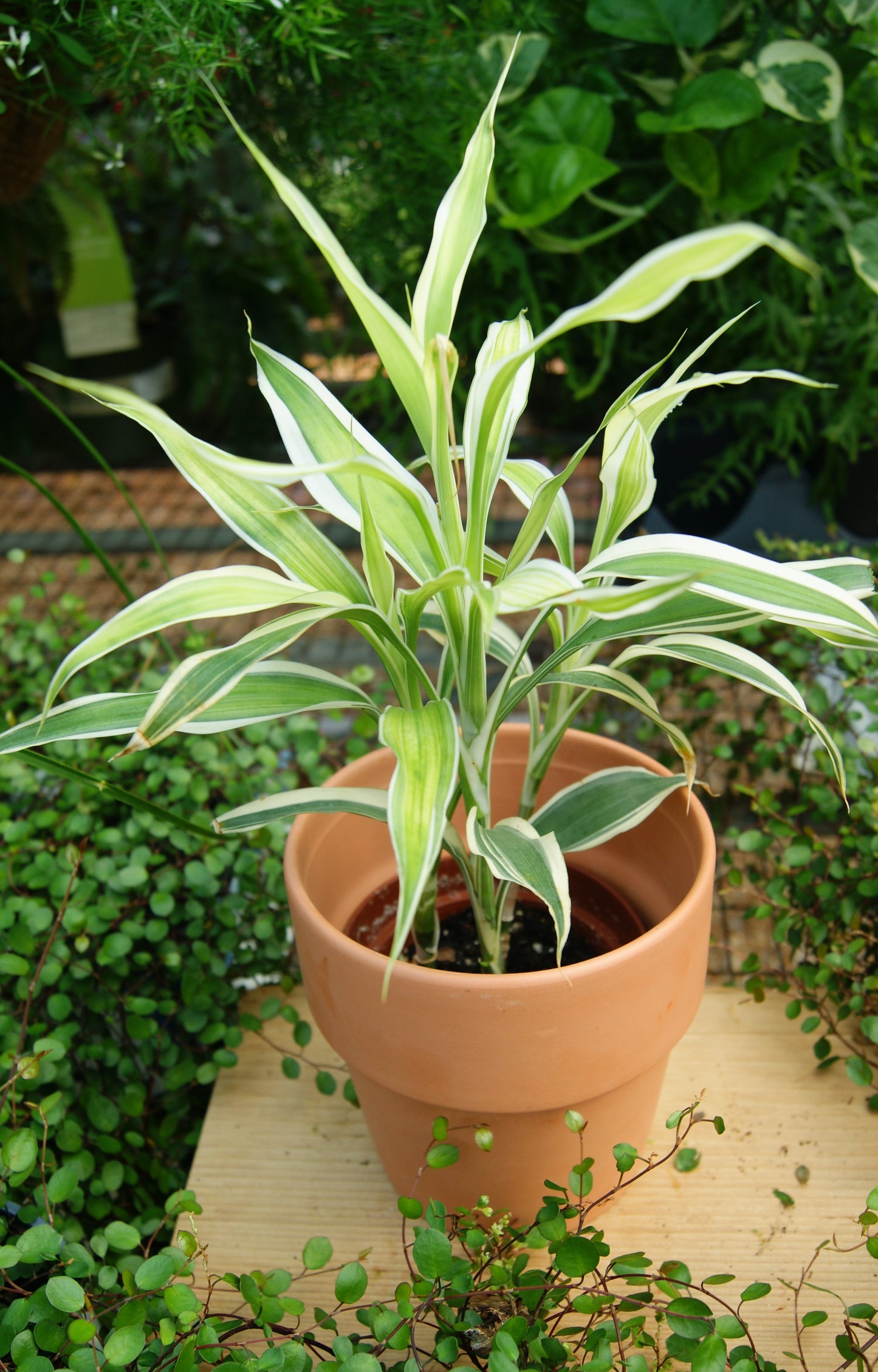 Dracaena sanderiana