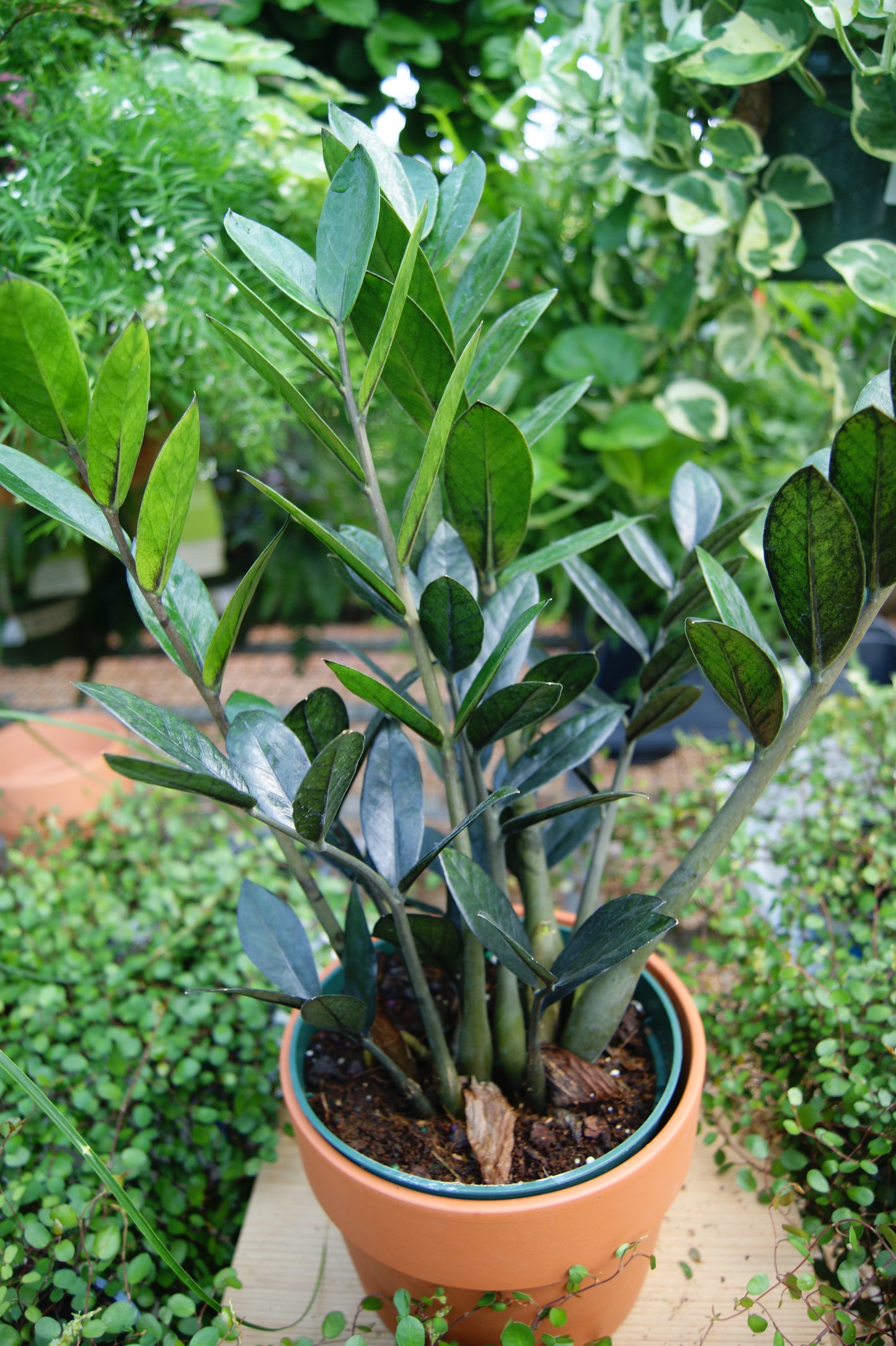 Zamioculcas zamiifolia 'Black Raven'