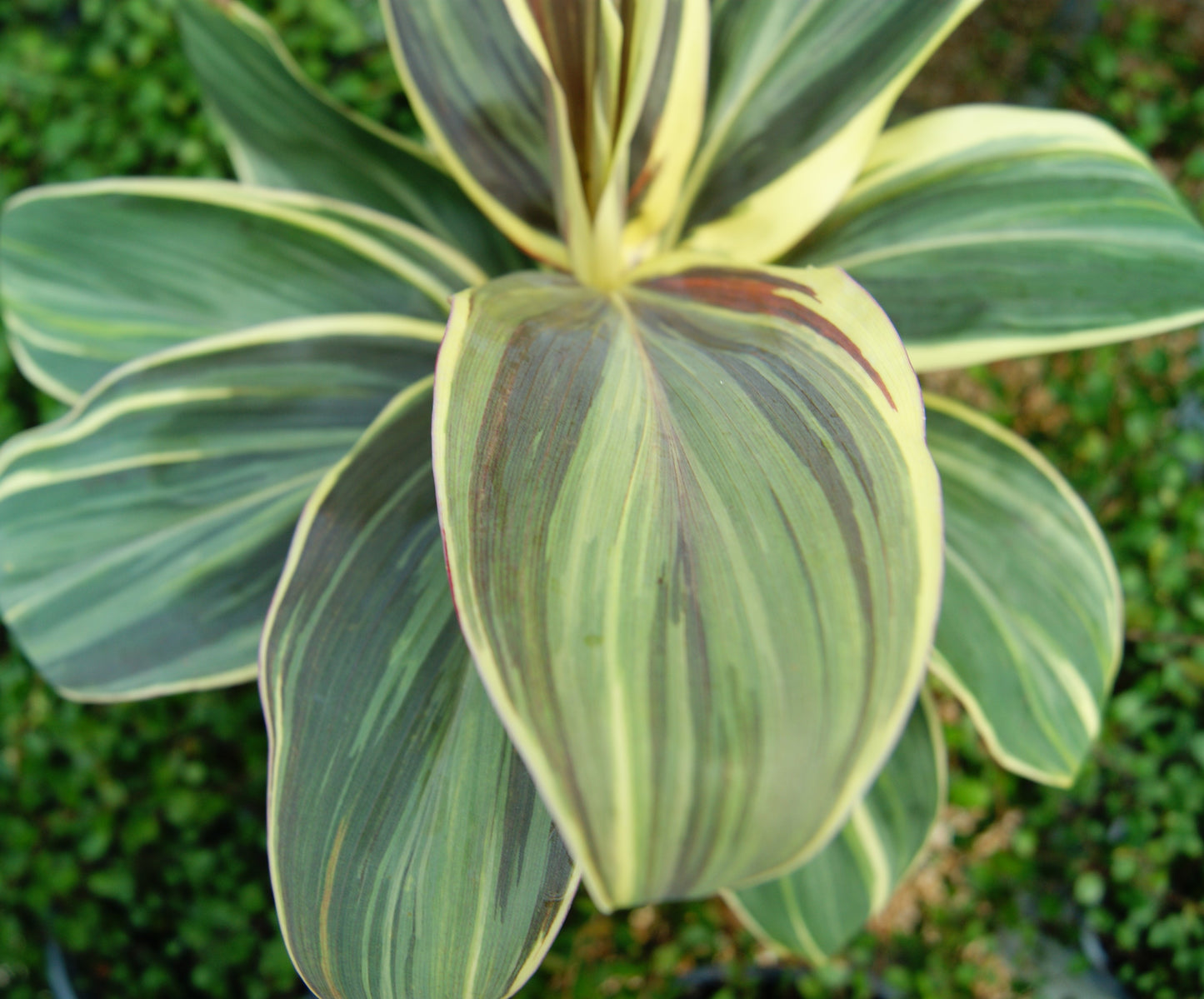 Cordyline (Assorted)