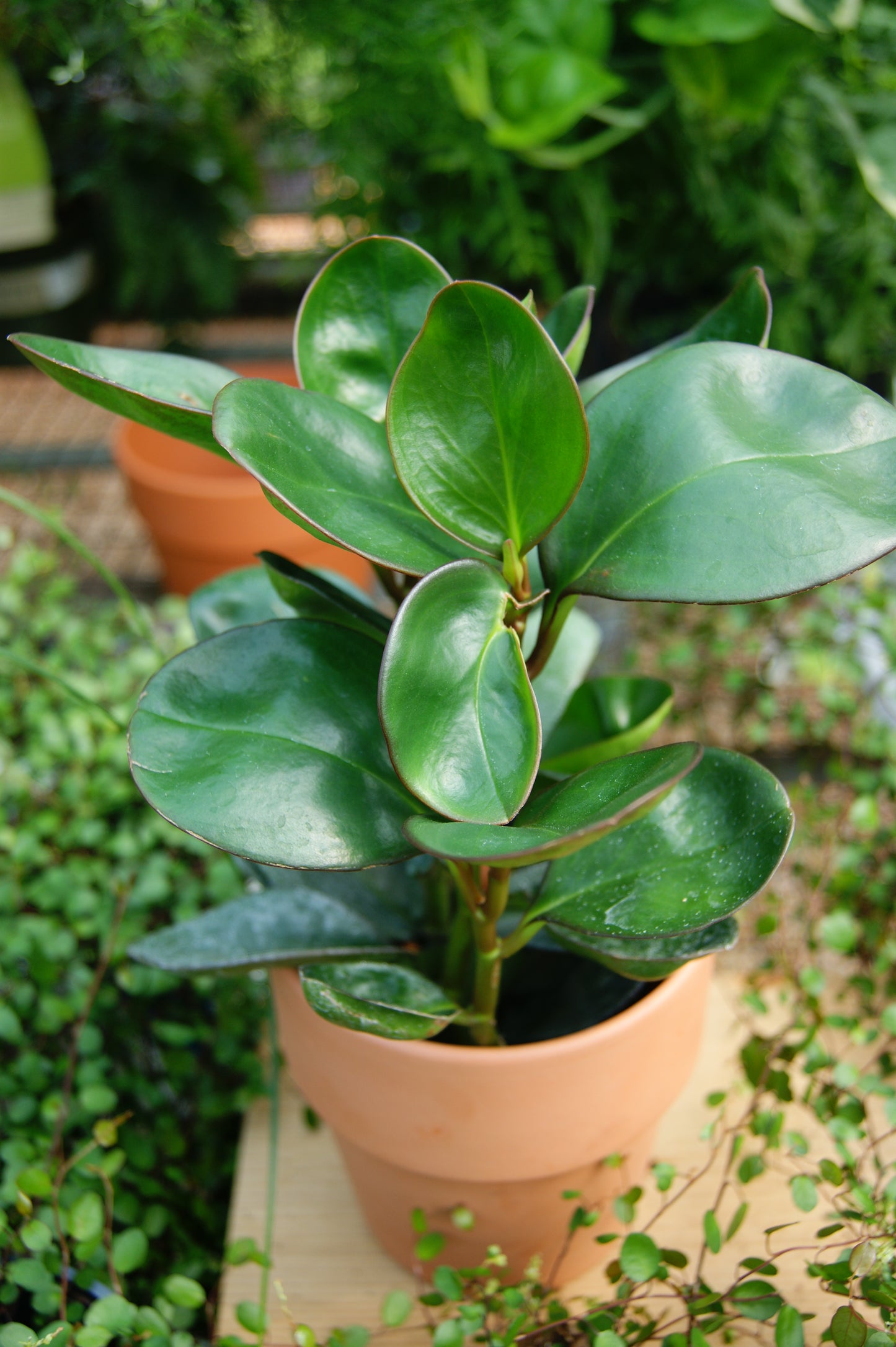 Peperomia obtusifolia Red Edge