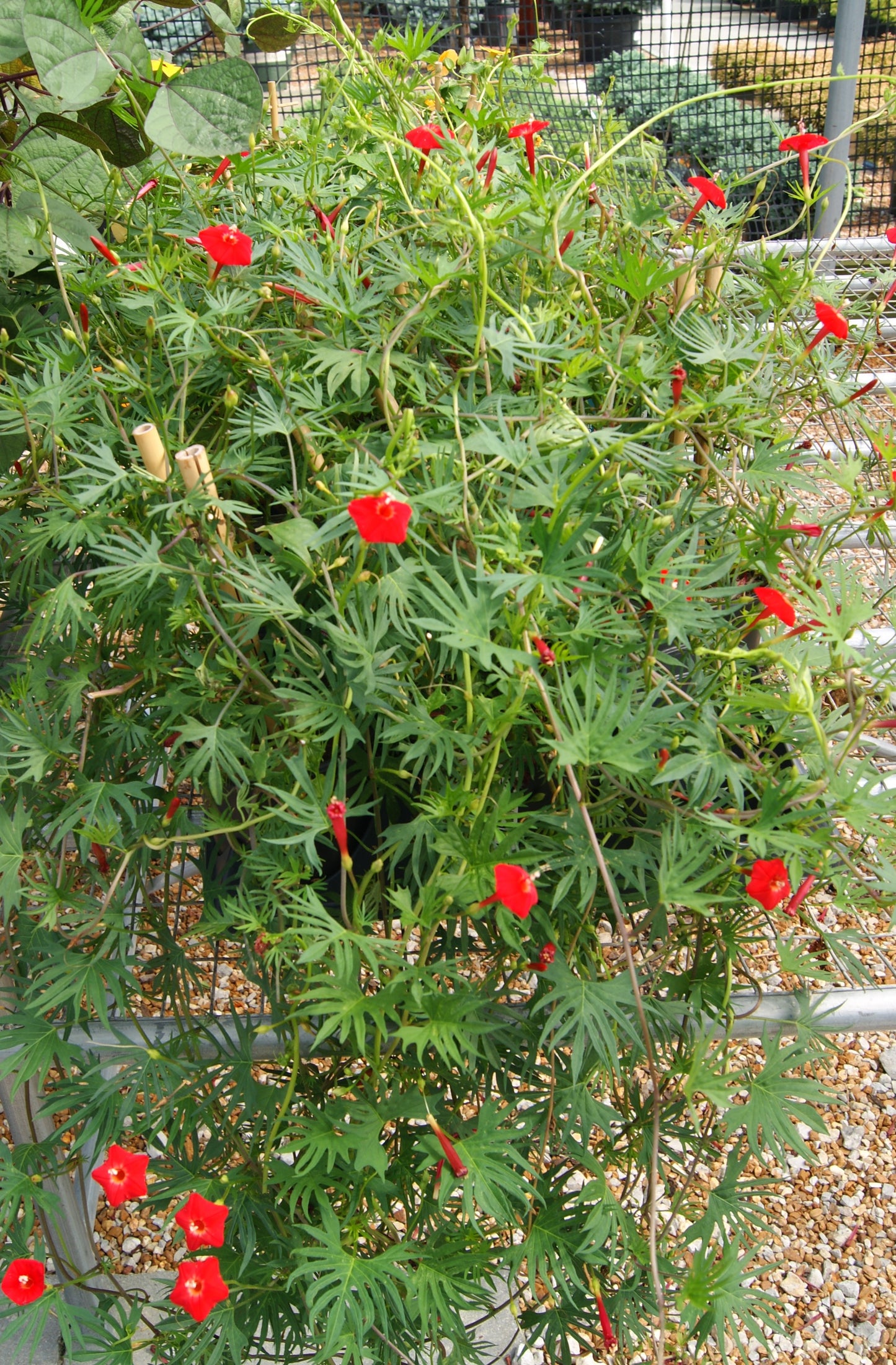 Vine, Cardinal Climber/ Cypress (Ipomoea)