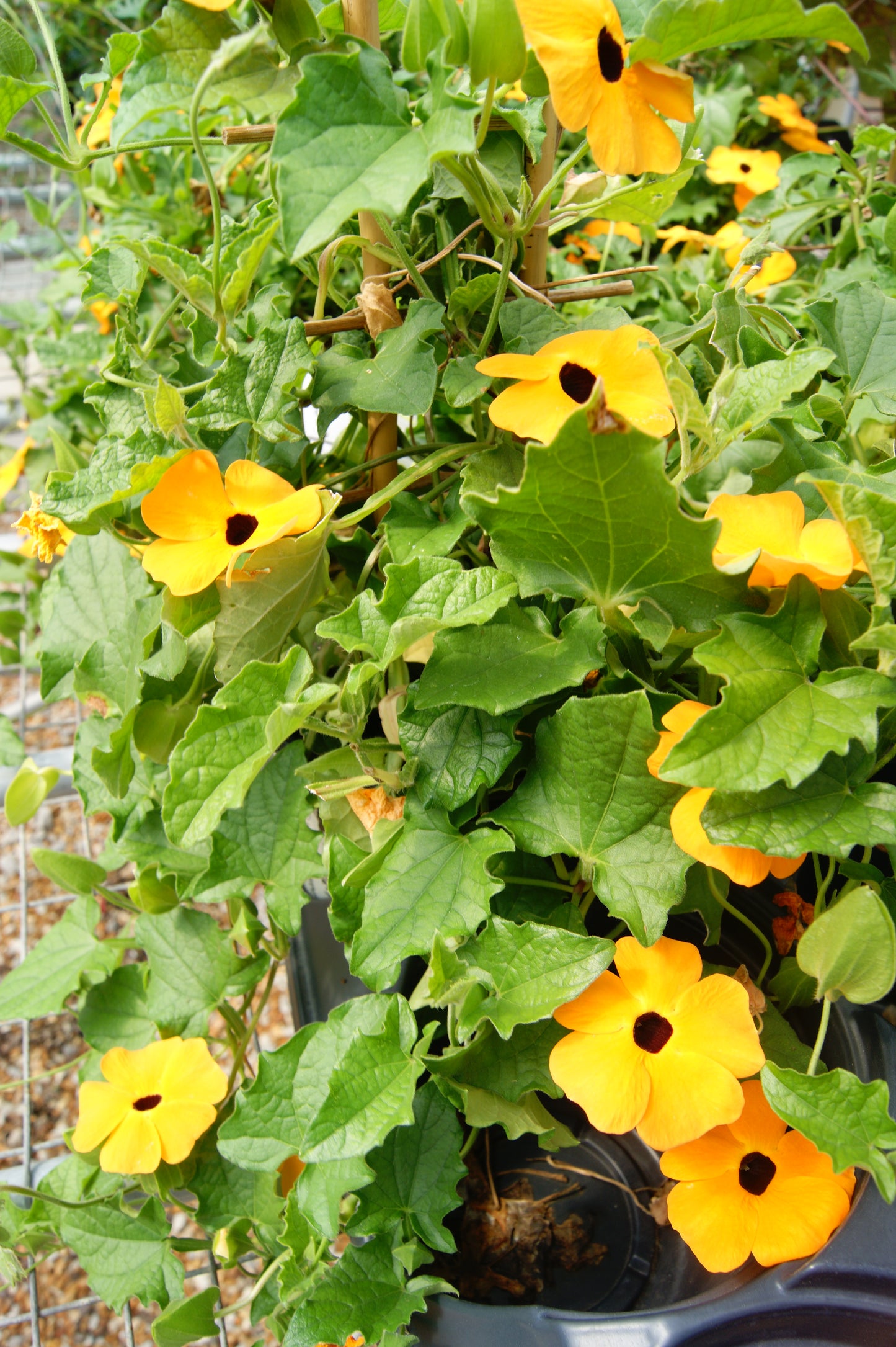 Vine, Black-eyed Susan 'Sunny Orange' (Thunbergia)