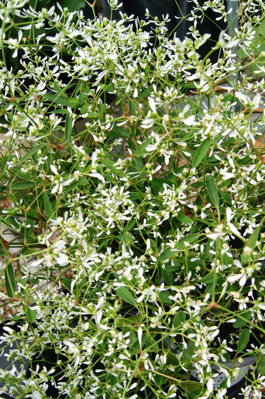 Euphorbia x 'Diamond Frost'