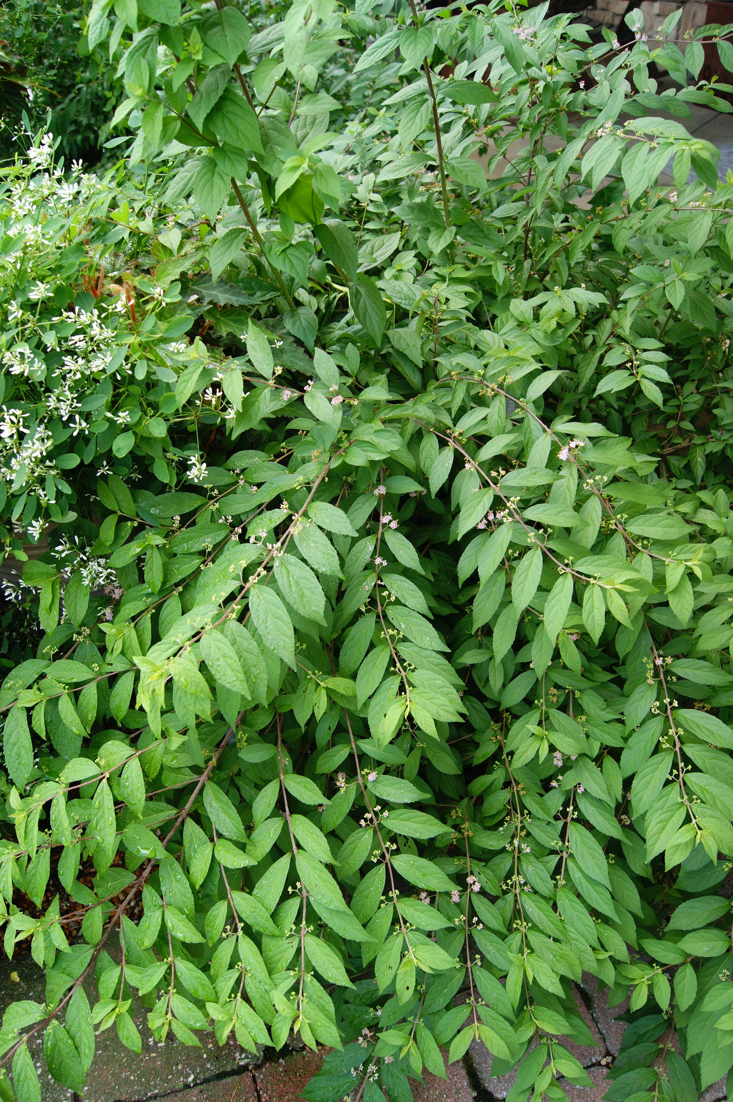 Callicarpa dichotoma 'Purple Pride'