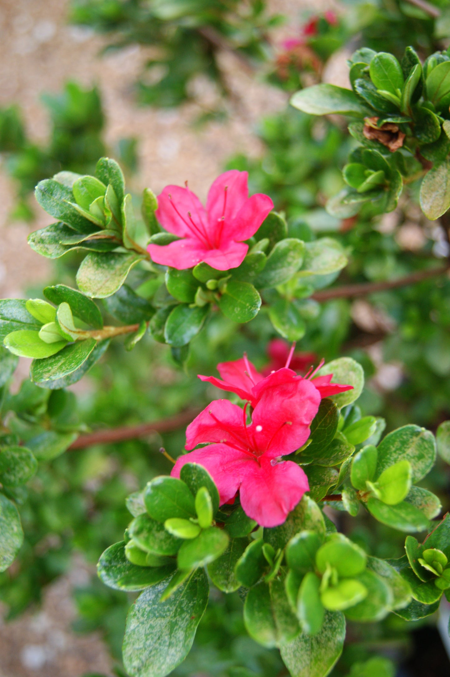 Azalea 'Hino Crimson'