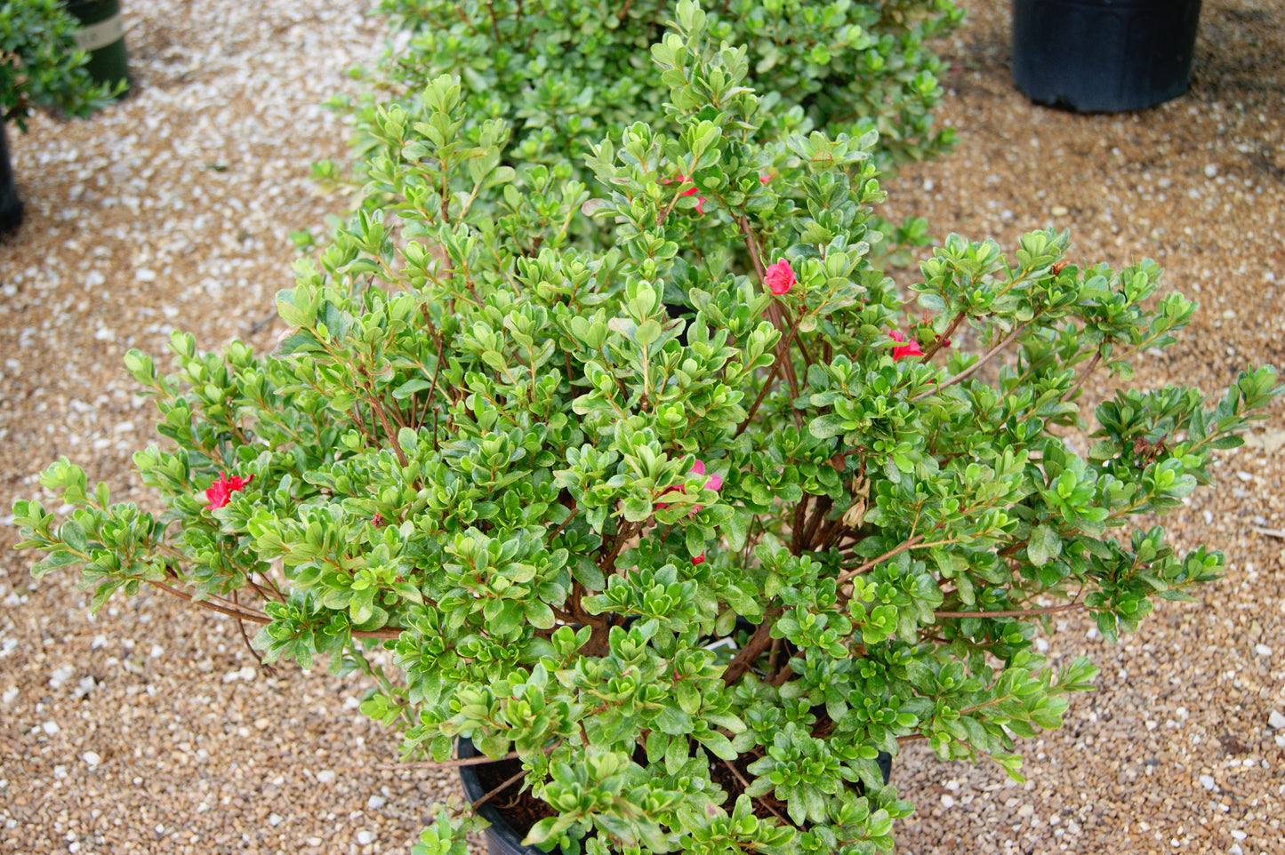 Azalea 'Hino Crimson'