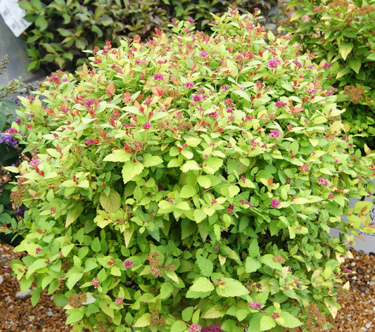 Spiraea japonica 'Double Play Dolly'