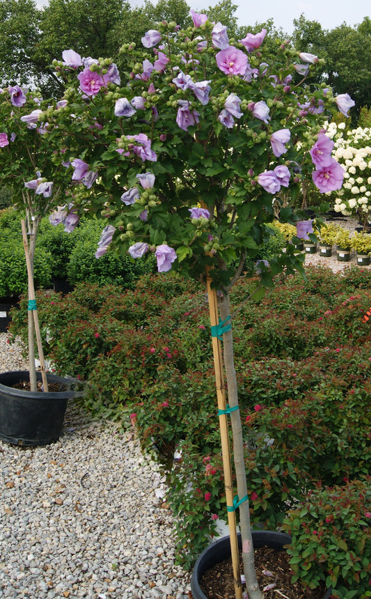 Hibiscus syriacus 'Lavender Chiffon'