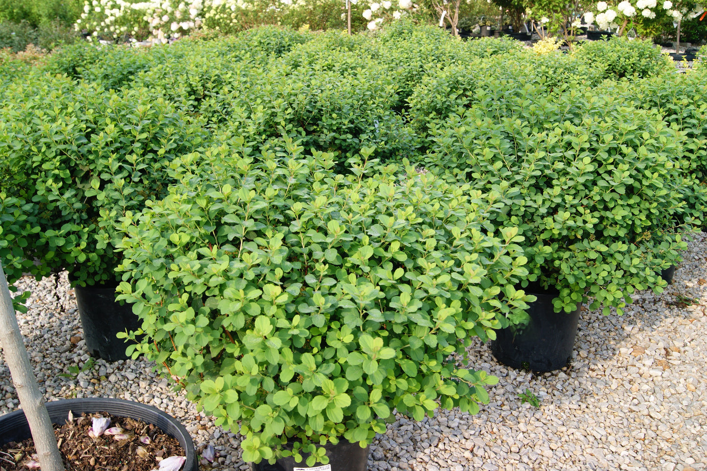 Spiraea betulifolia 'Tor'