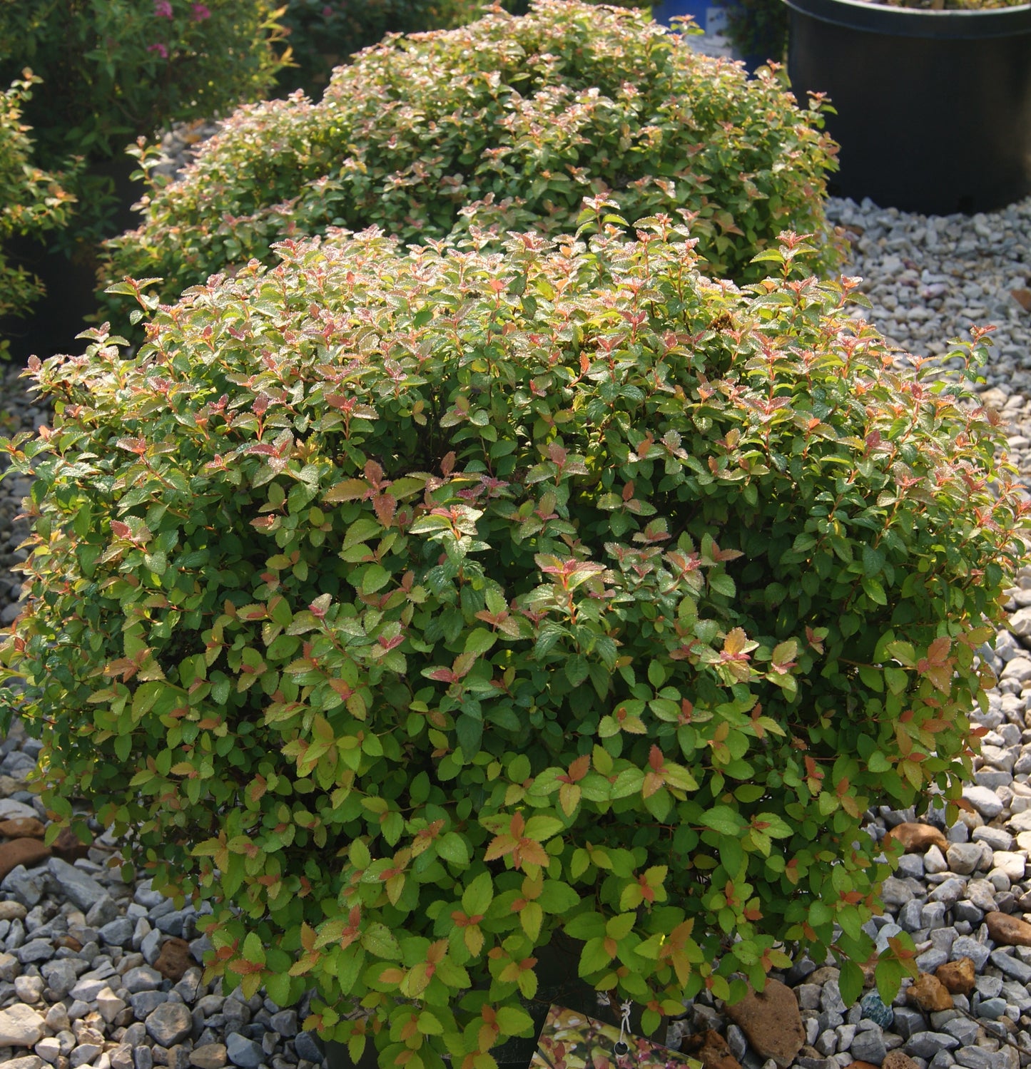 Spiraea japonica 'Butterscotch Baby'