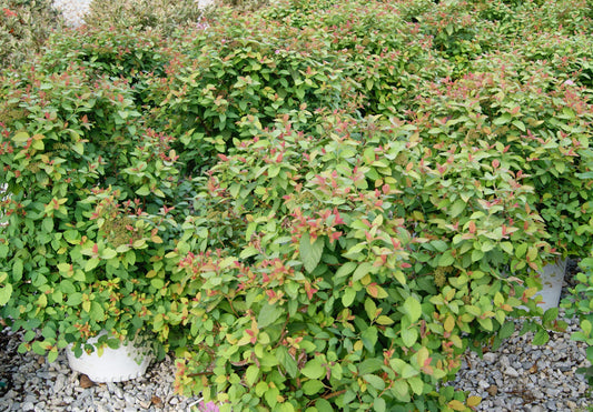 Spiraea japonica 'Double Play Big Bang'