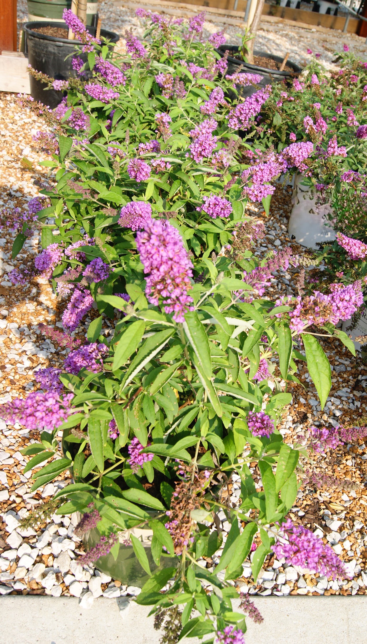 Buddleia 'Tutti Fruitti Pink'