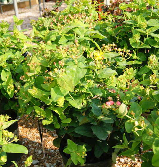 St. John's Wort, Bush 'Floral Berry Rose' (Hypericum)