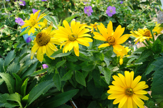 Sunflower, Oxeye Daisy 'Tuscan Gold' (Heliopsis)