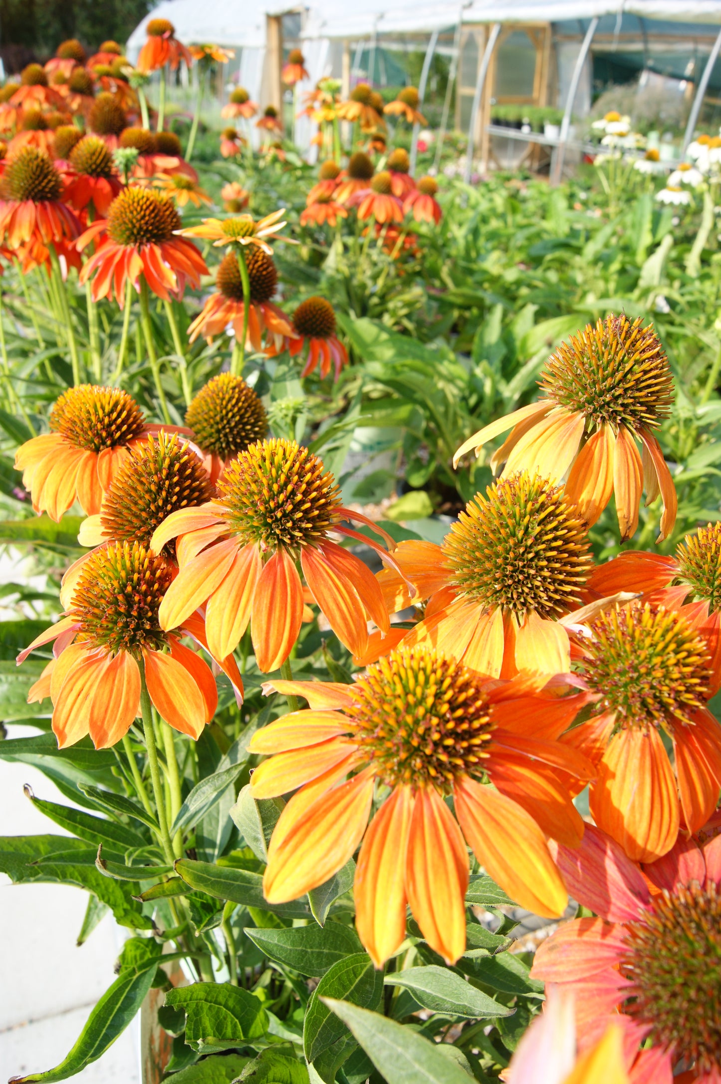 Echinacea 'Artisan Soft Orange