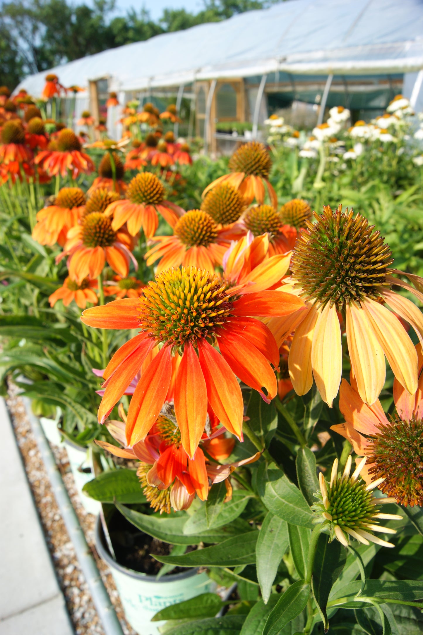 Echinacea 'Artisan Soft Orange