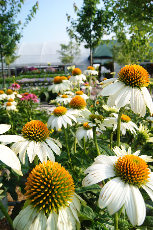 Echinacea 'Pow Wow White'