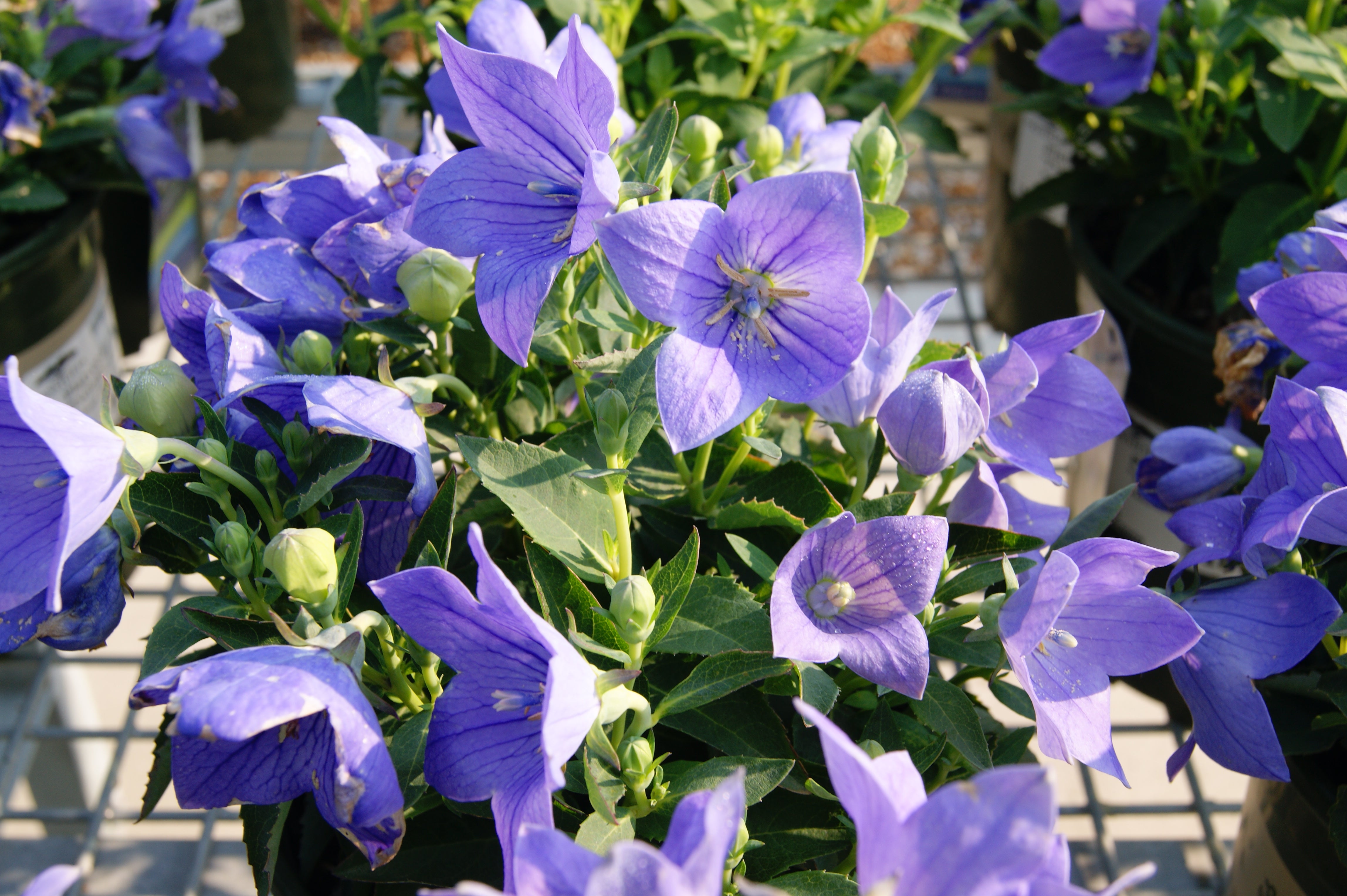 Balloon Flower, Dwarf 'Twinkle Blue' (Platycodon) – Passiglia