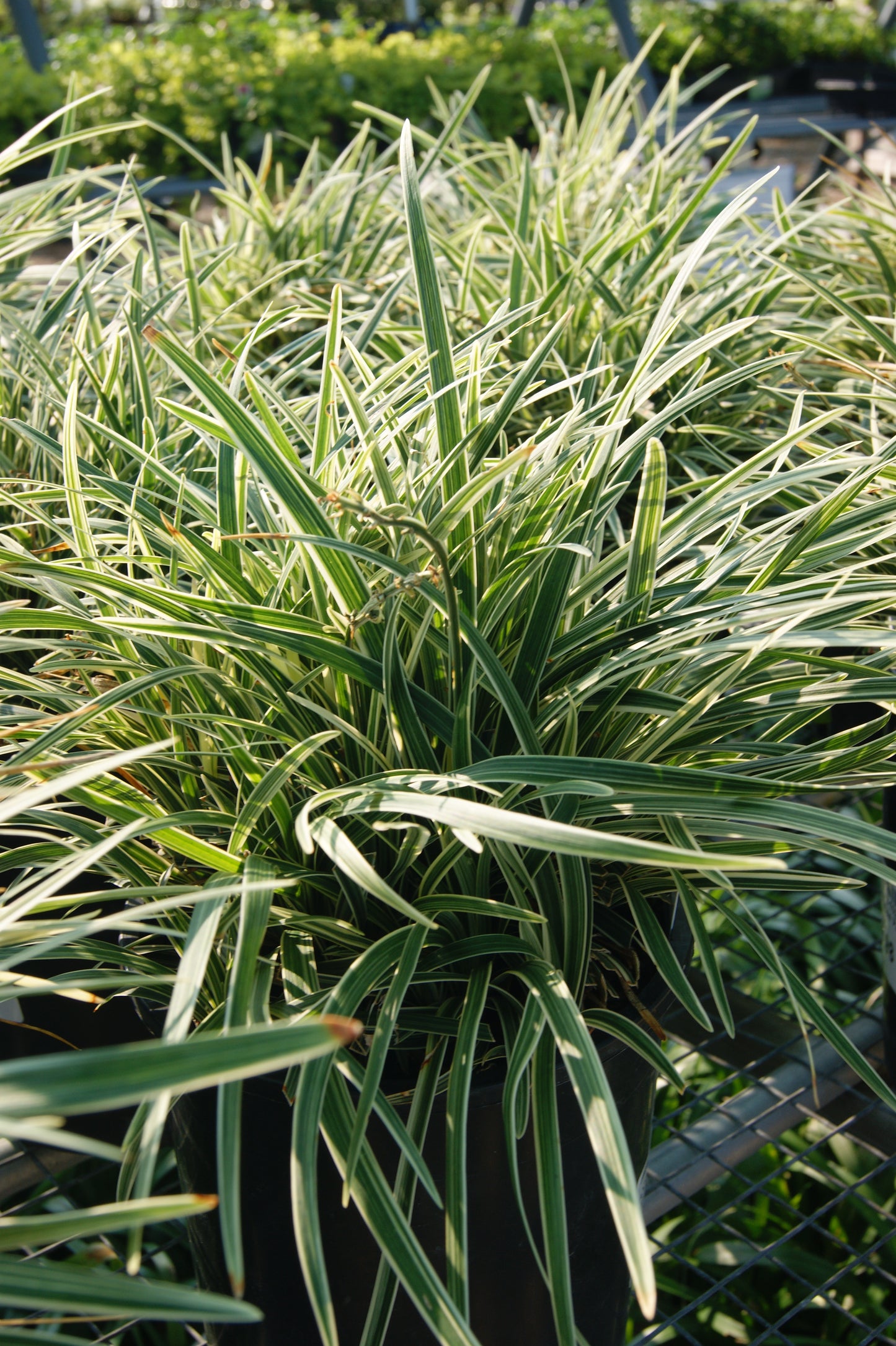 Ophiopogon planiscapus 'Pam Harper'