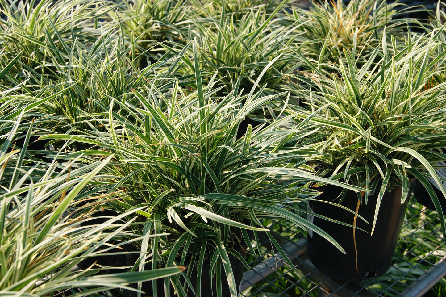 Ophiopogon planiscapus 'Pam Harper'