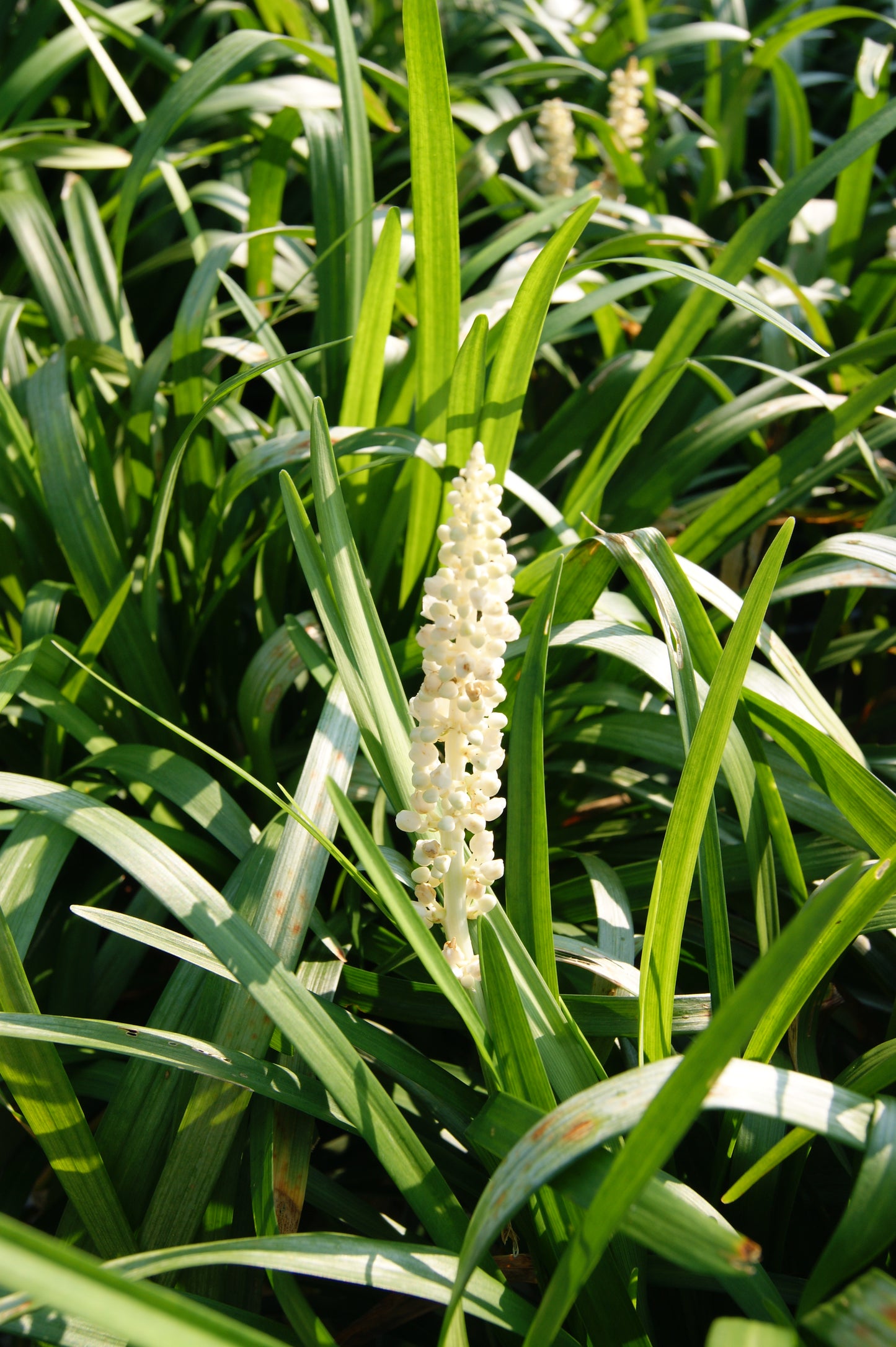 Liriope muscari 'Monroe's White'