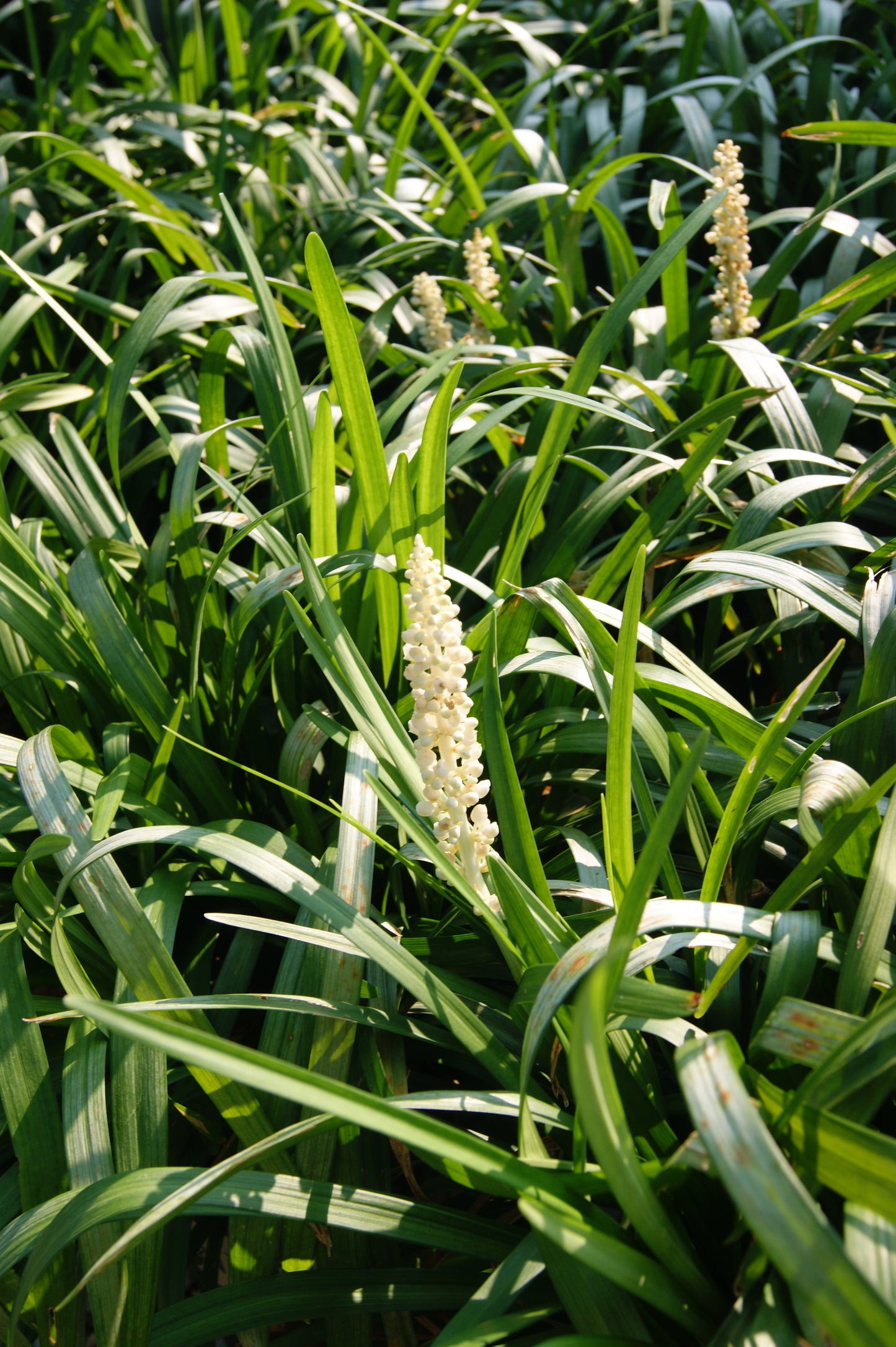 Liriope muscari 'Monroe's White'