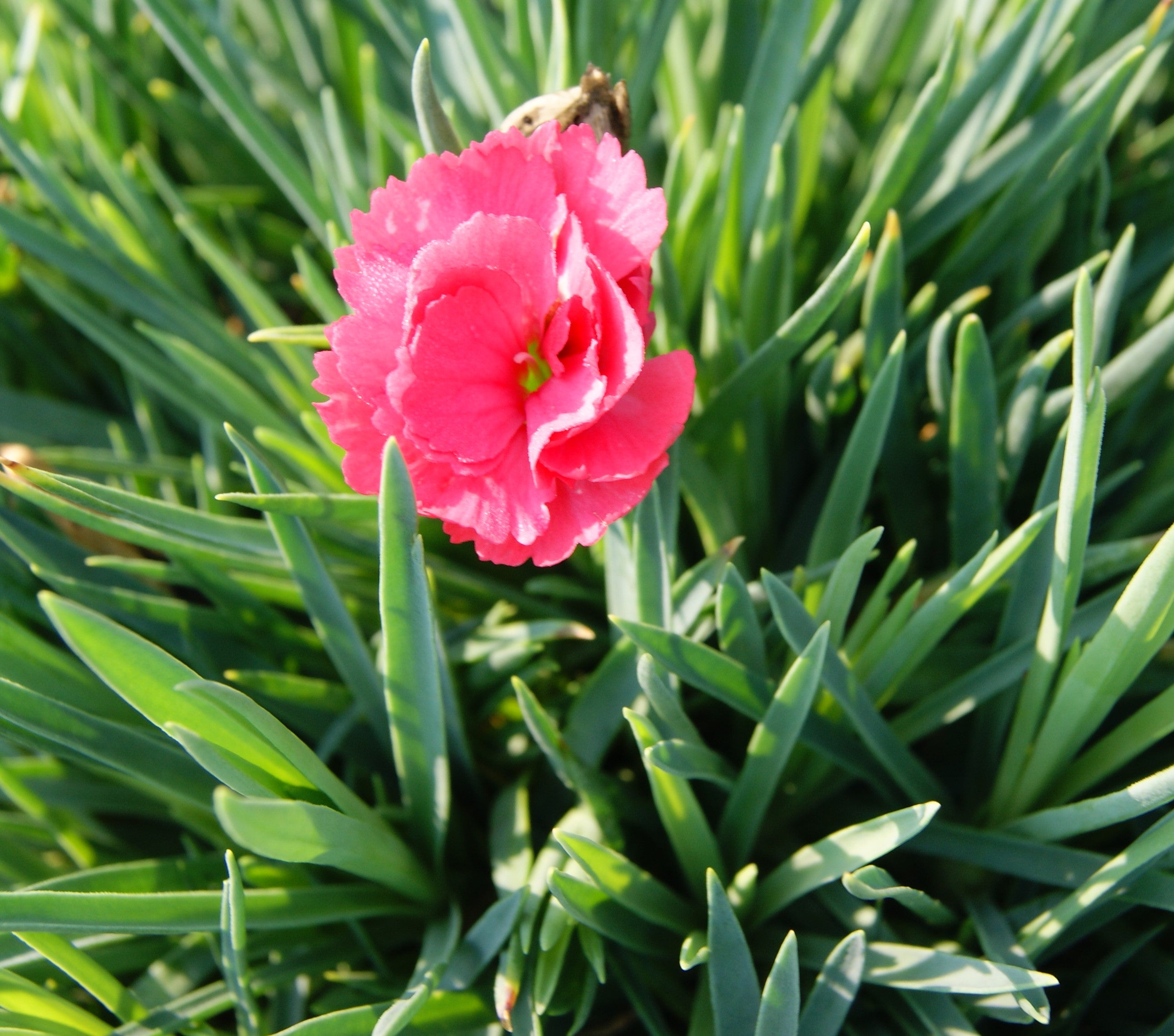 Pinks, Carnation Border 'Fruit Punch Classic Coral' (Dianthus