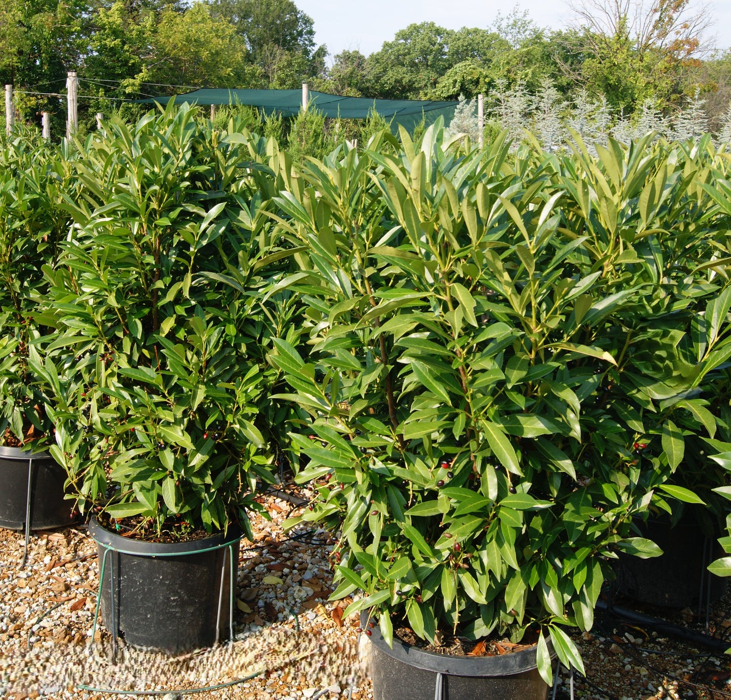 Prunus laurocerasus 'Schipkaensis'