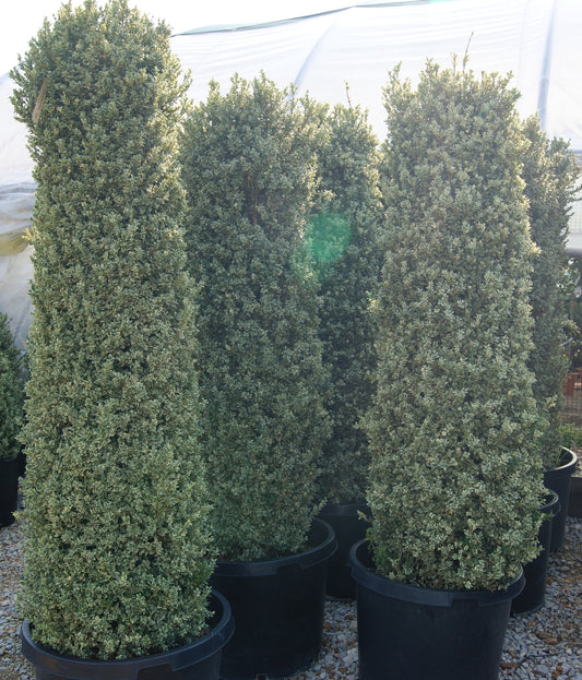 Buxus sempervirens 'Aureo-Variegata'