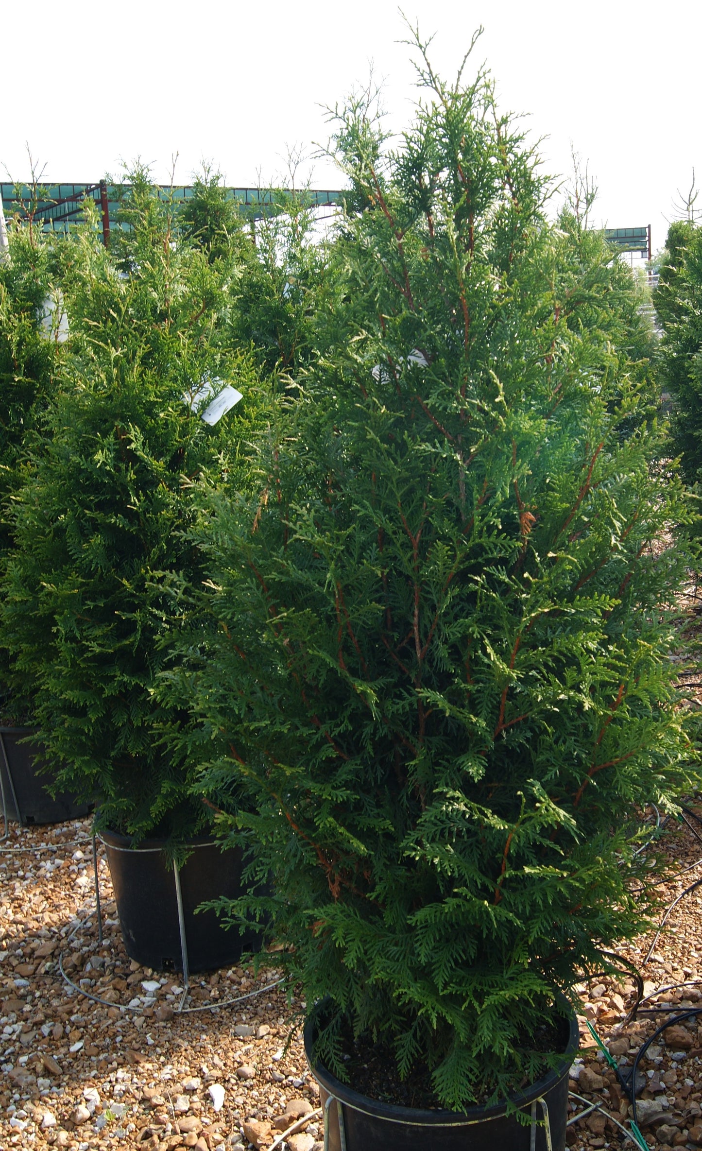 Thuja plicata 'Northern Spire'