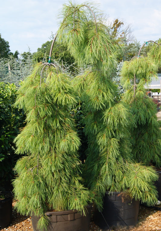 Pinus strobus 'Angel Falls'