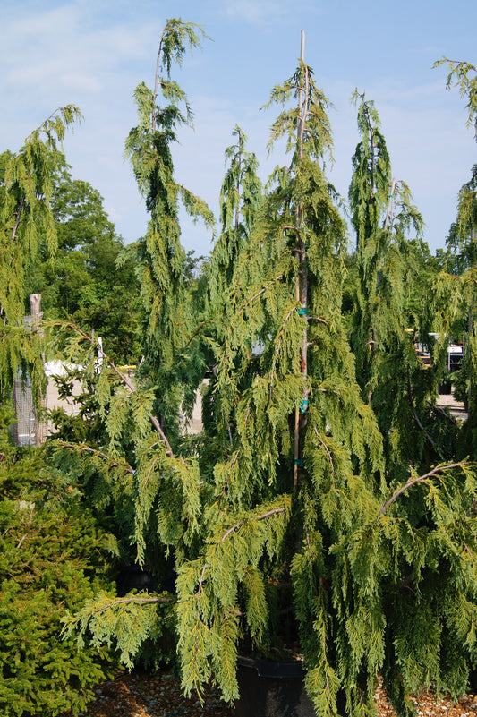 Chamaecyparis nootkatensis 'Glauca Pendula'