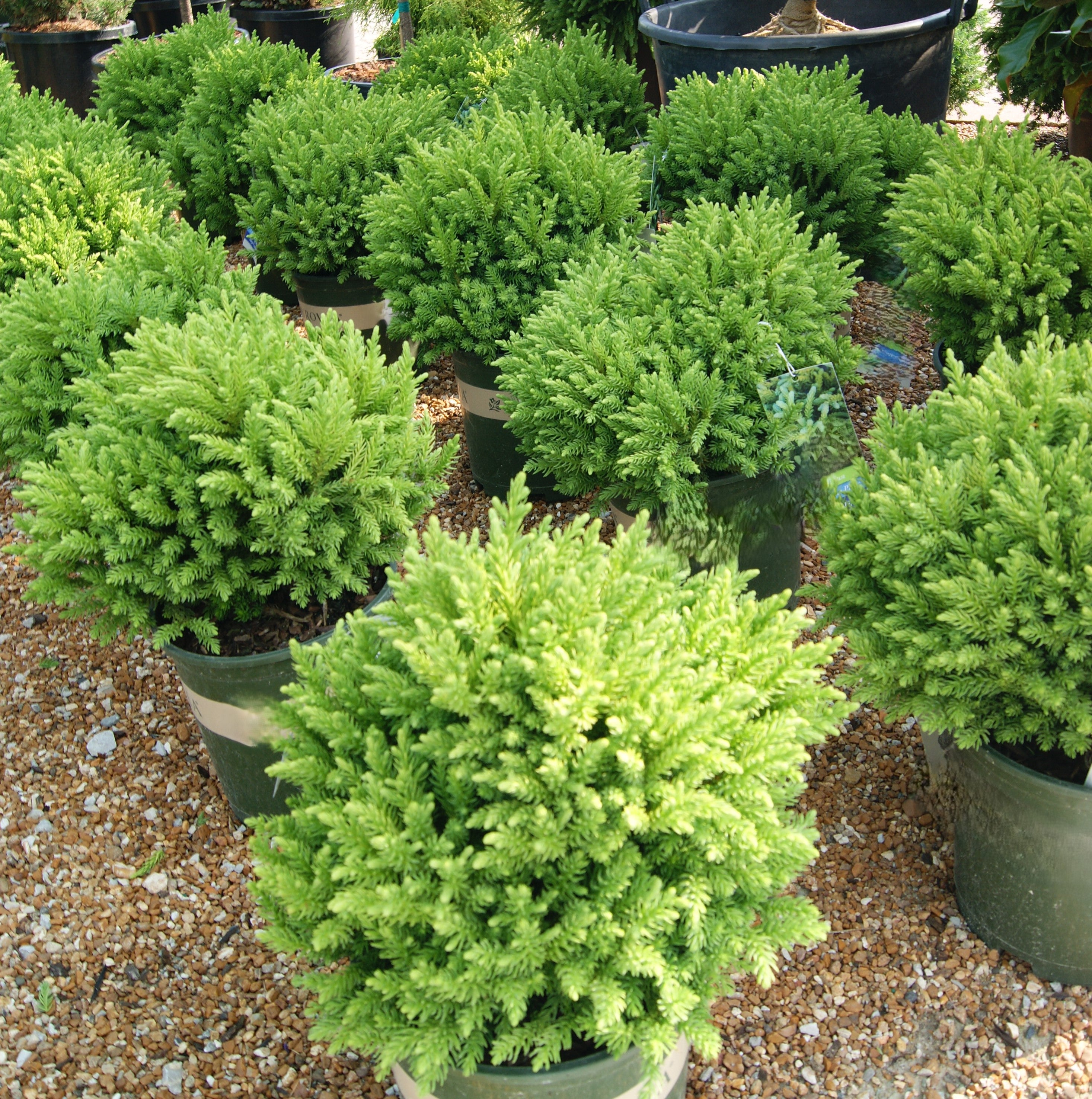 Cedar, Japanese Globe 'Dragon Prince' (Cryptomeria) – Passiglia