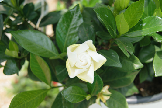 Gardenia jasminoides 'Steady As She Goes'