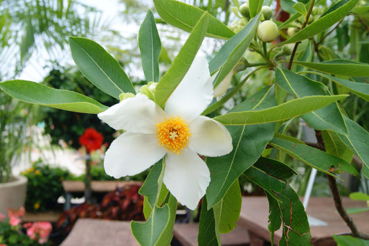 Gordlinia grandiflora