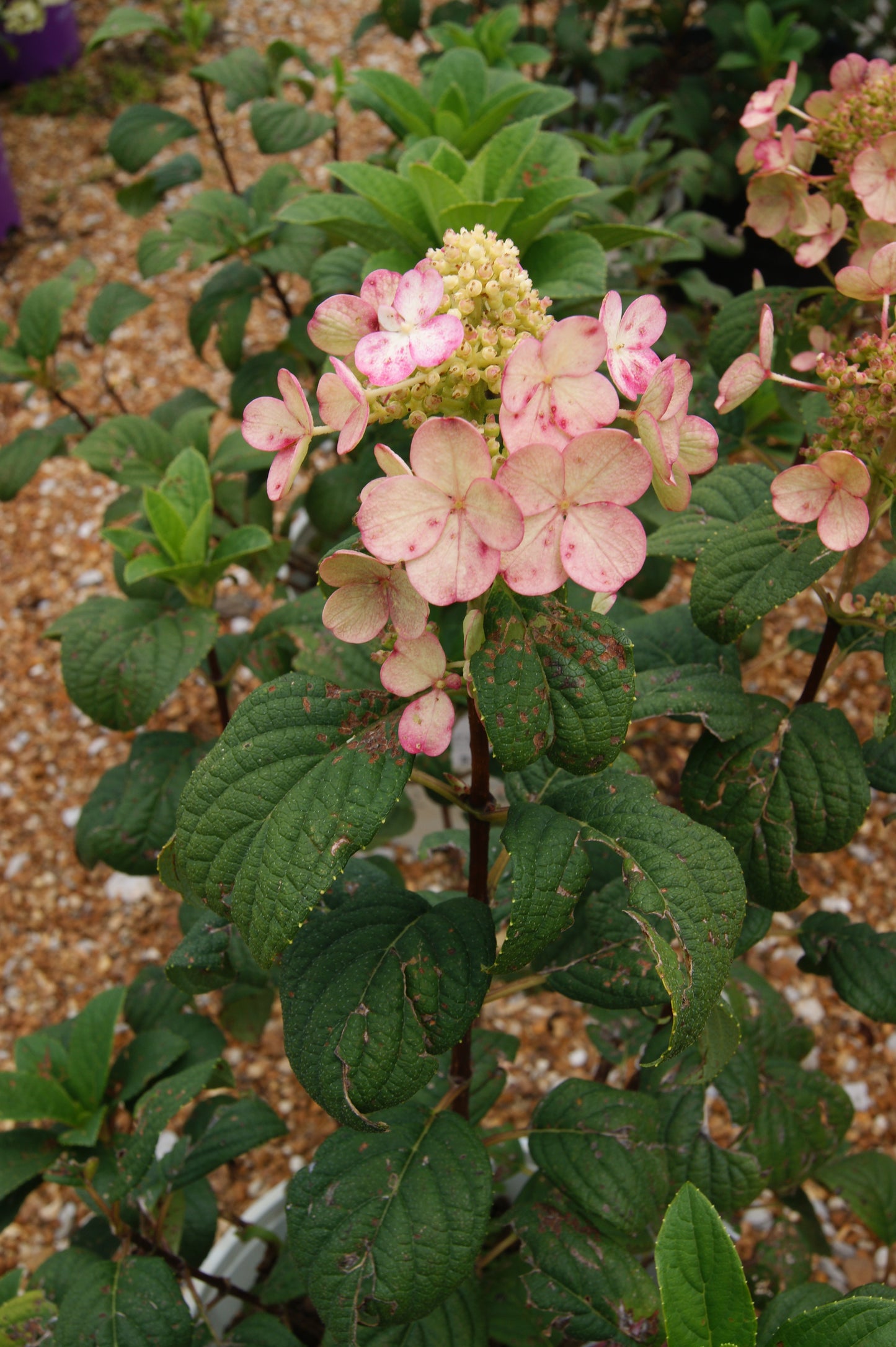 Hydrangea paniculata 'Little Quickfire'