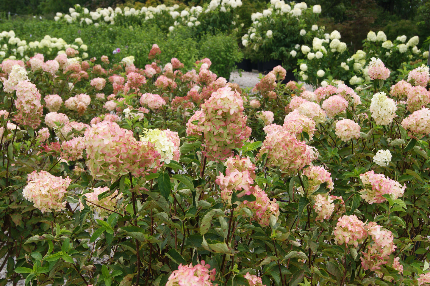 Hydrangea paniculata 'Berry White'