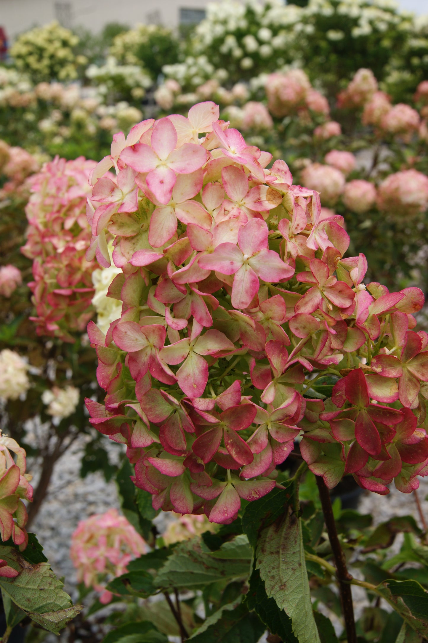 Hydrangea paniculata 'Berry White'