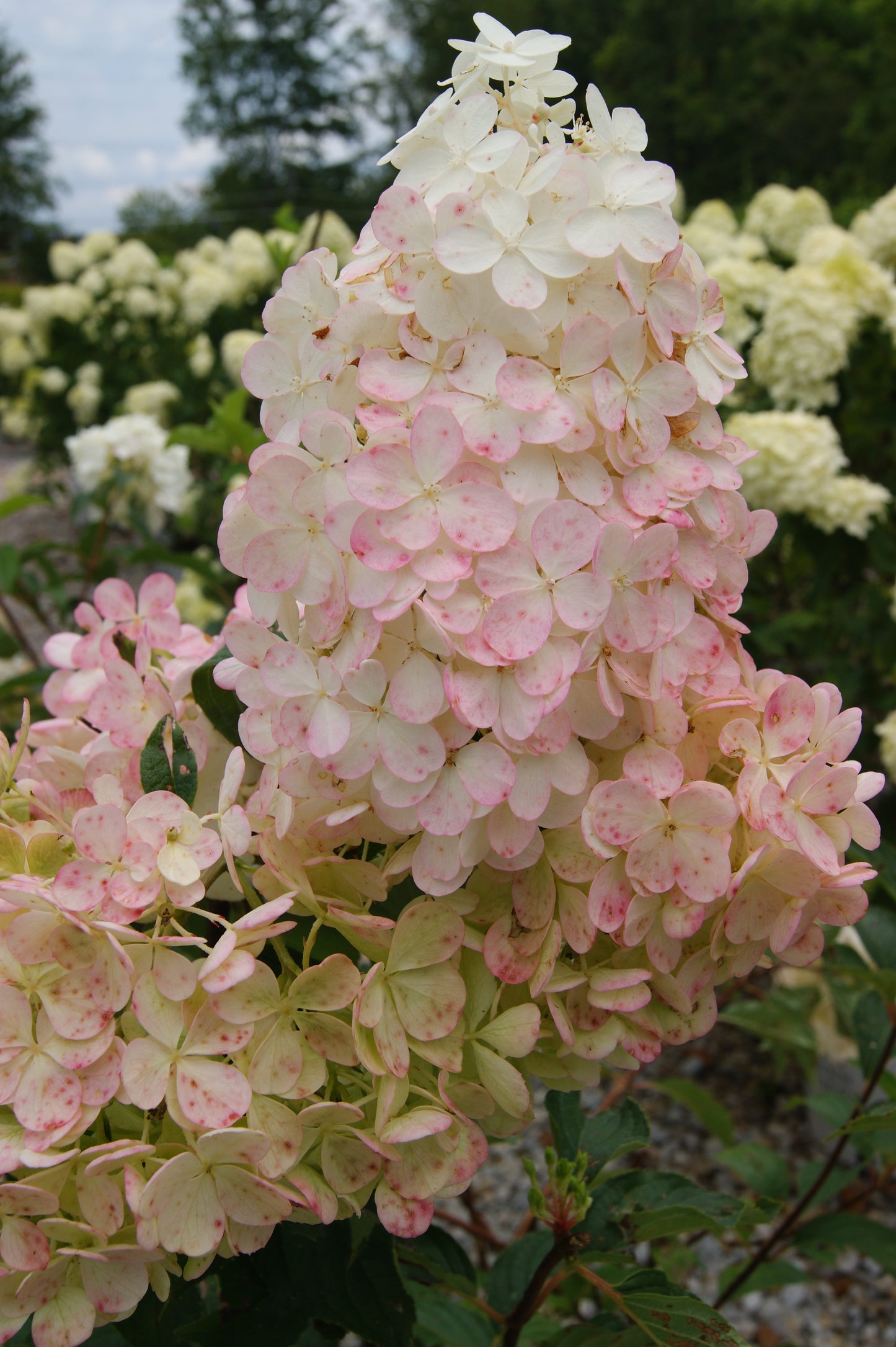 Hydrangea quercifolia 'Snow Queen'