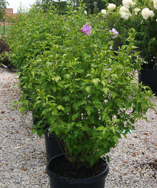 Hibiscus syriacus 'Purple Pillar'