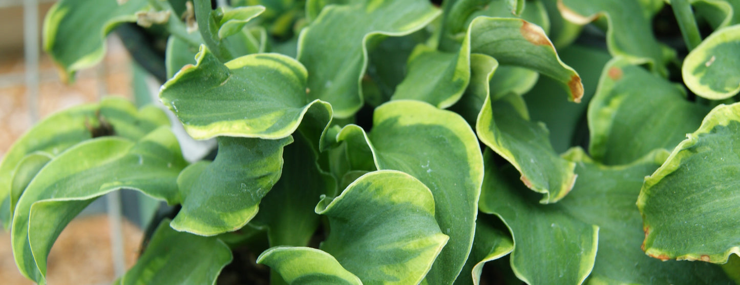 Hosta 'School Mouse'