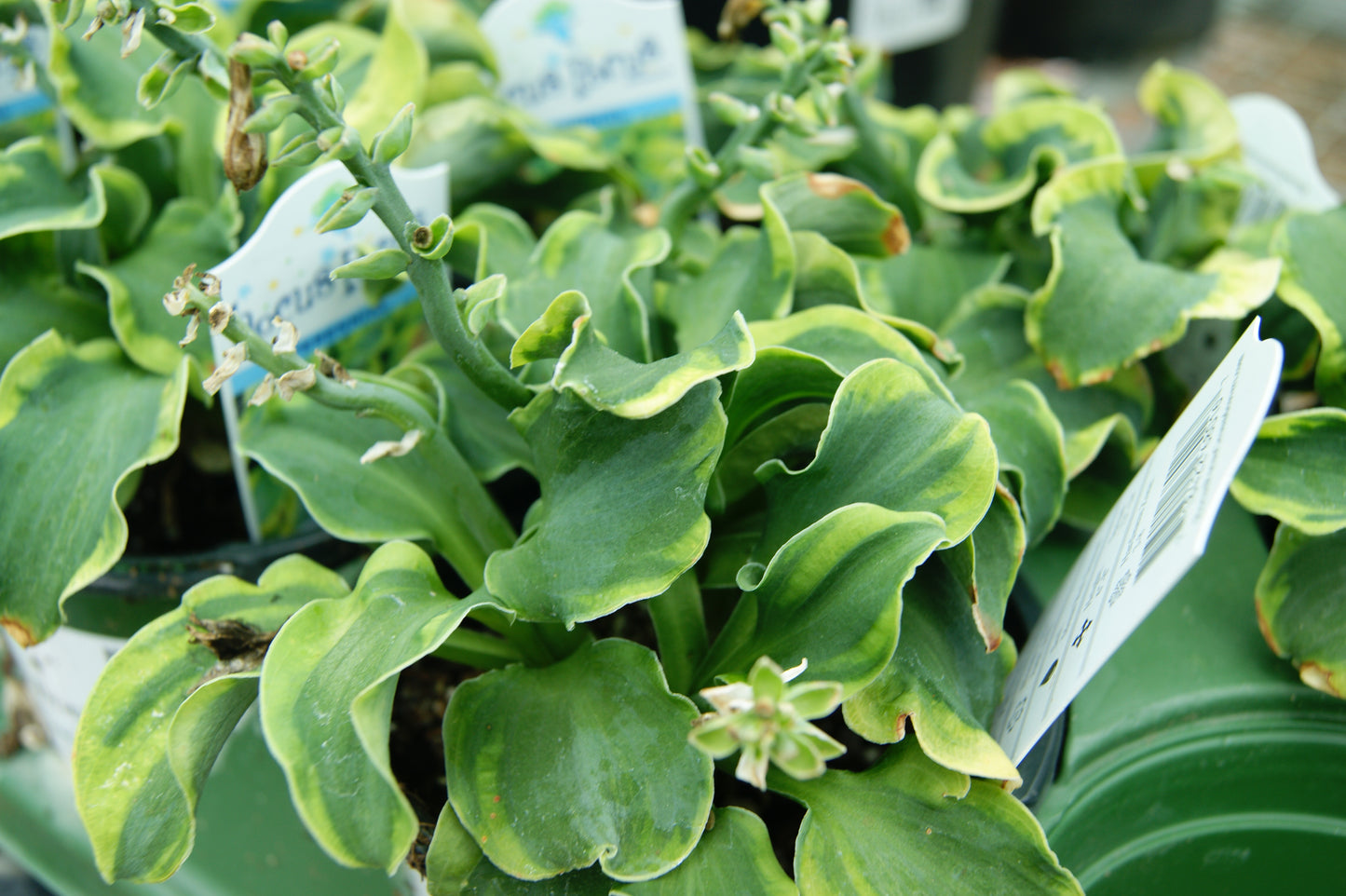 Hosta 'School Mouse'