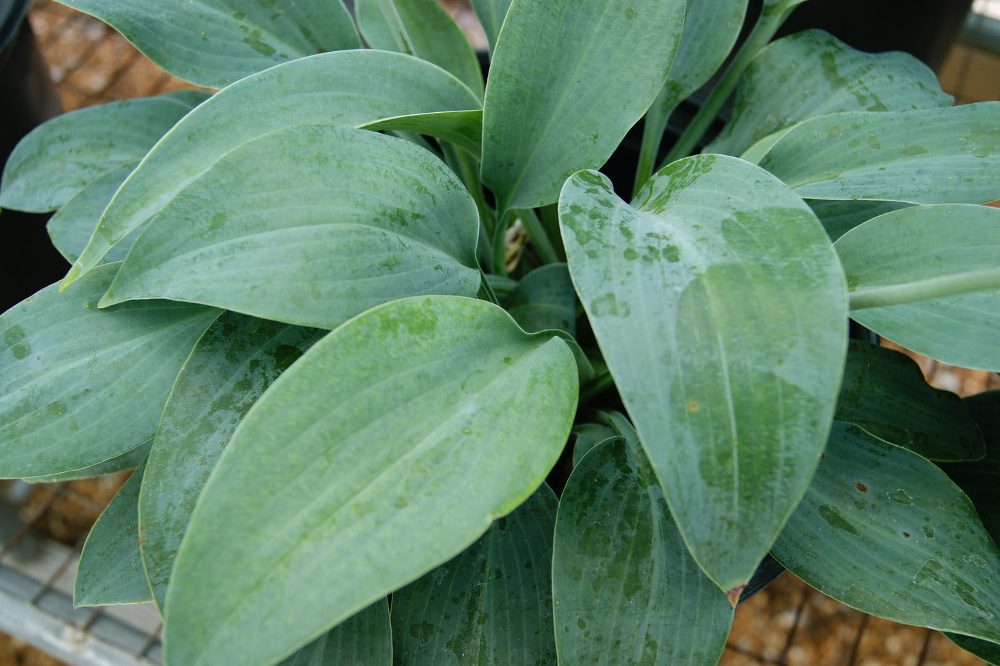 Hosta 'Halcyon'