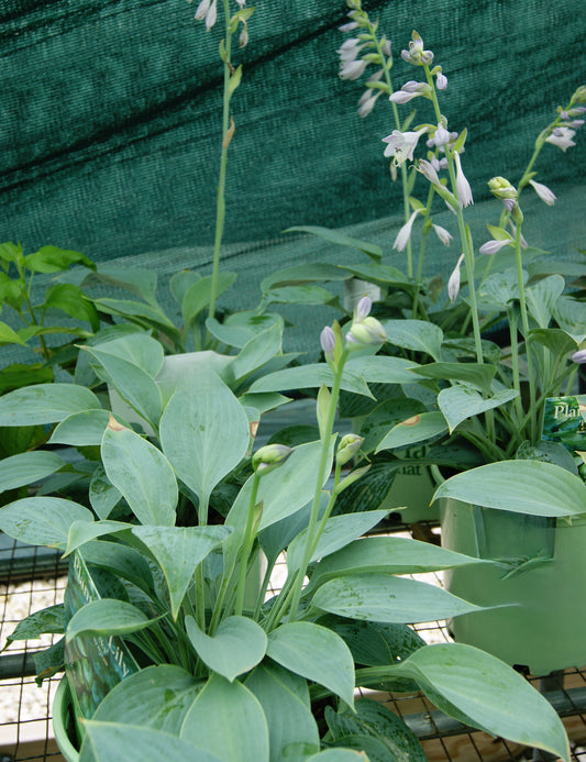 Hosta 'Prairie Sky'