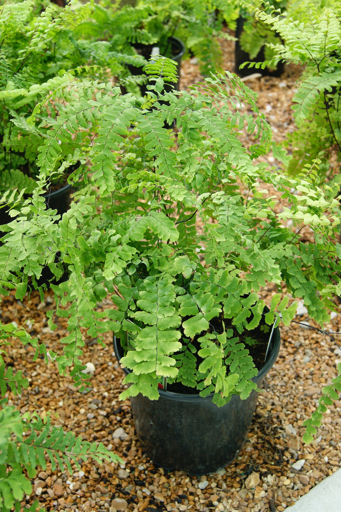 Adiantum aleuticum