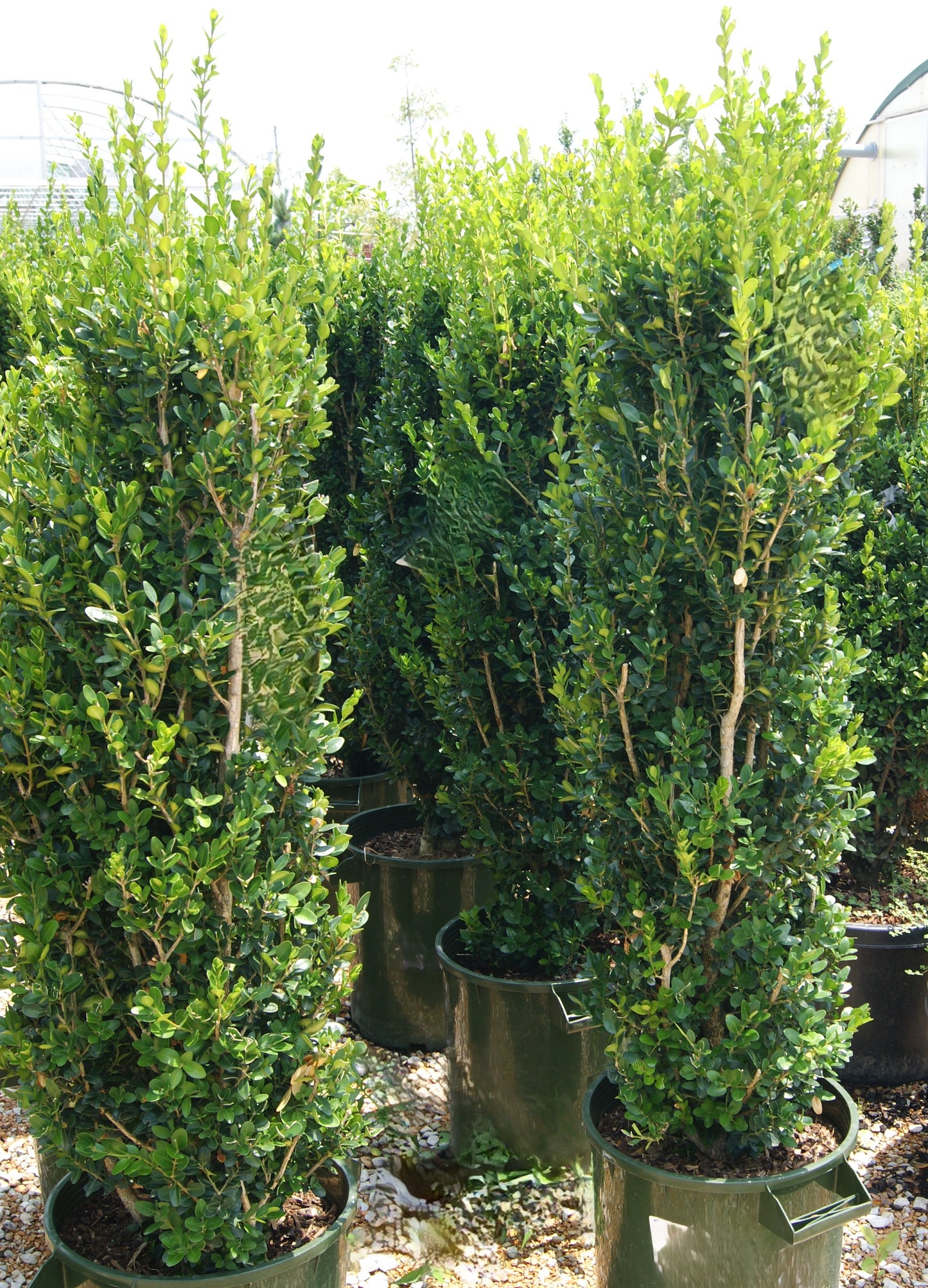 Buxus sempervirens 'Green Tower'